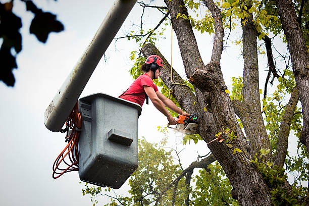 Best Tree Disease Treatment  in Estero, FL